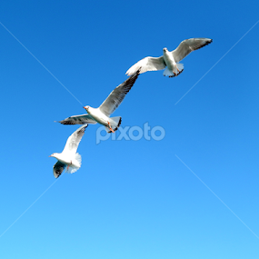 Birds by Mukesh Mishra - Novices Only Wildlife