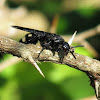 Double-banded scoliid wasp