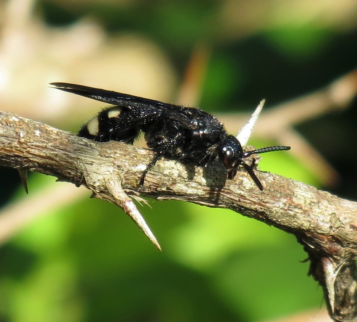 Double-banded scoliid wasp