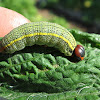 Long-Tailed Skipper Caterpillar