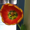 Yellow poplar (tulip)