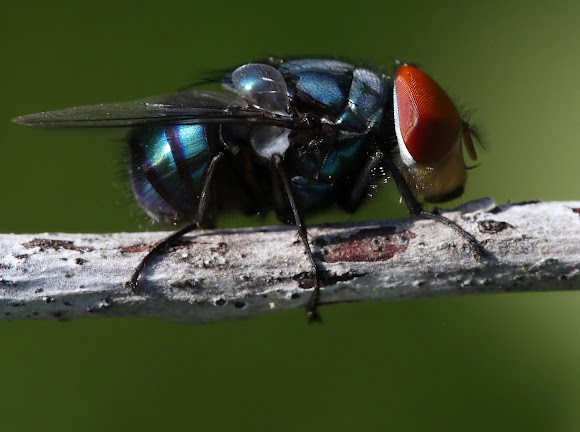 Blue Bottle Fly Project Noah