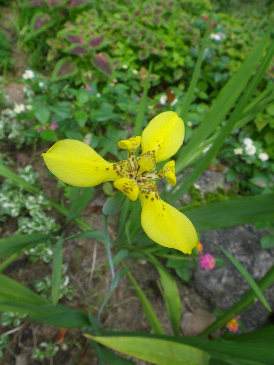 Yellow Walking Iris