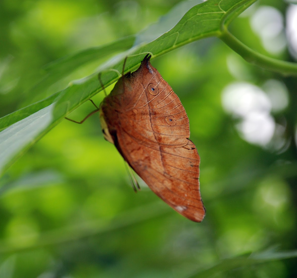 Autumn Leaf Butterfly