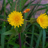 Smooth Sow-Thistle