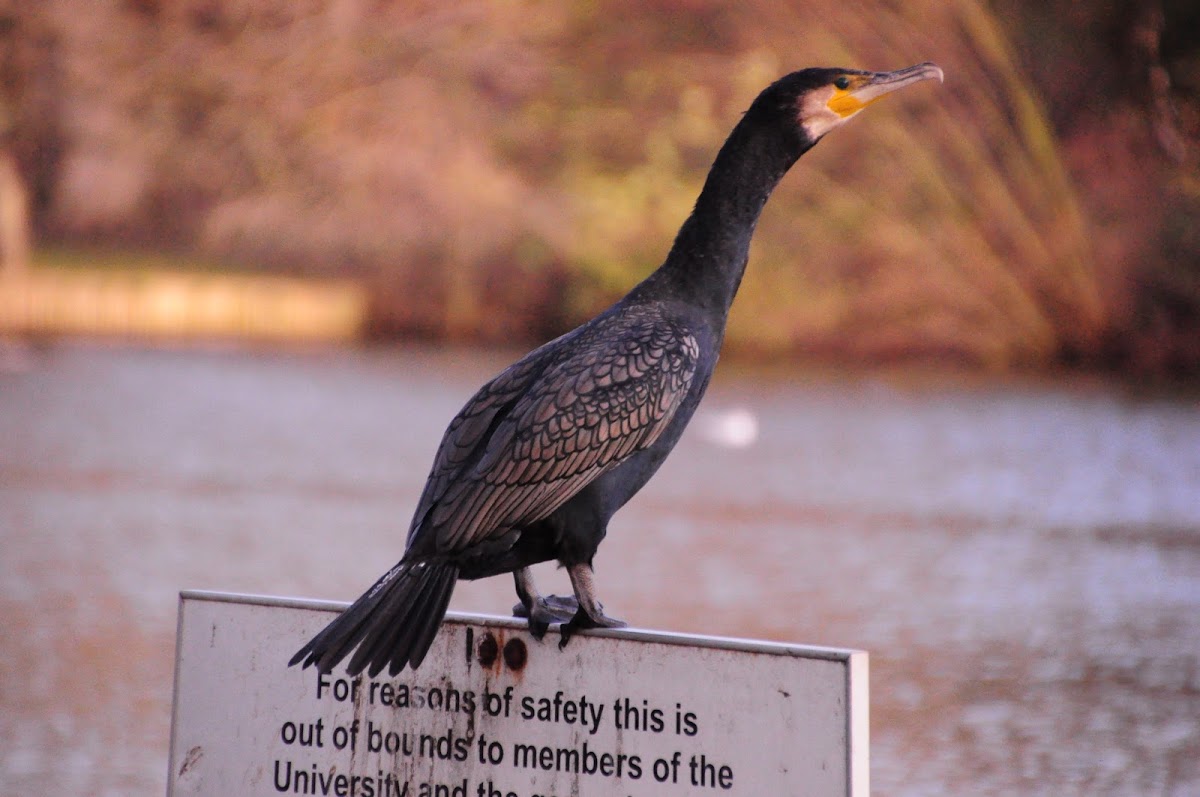 Great Cormorant