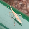 Mirid grass bug