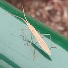 Mirid grass bug