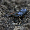 Jerusalem Beetle