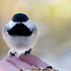  Black Capped Chickadees