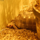 Cherryhead Red-footed Tortoise