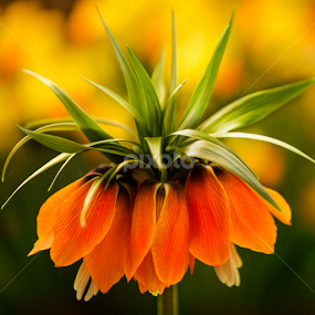 Aurora Orange imperial flower by Marjorie Speiser - Flowers Single Flower