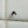 Drain fly, moth fly