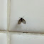 Drain fly, moth fly