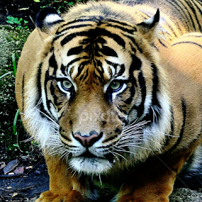 by RJ Photographics - Novices Only Wildlife