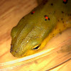 Red Spotted Newt