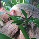 Perezoso de dos dedos (Two-toed Sloth)