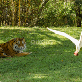 There goes my lunch by Jose Gort - Animals Lions, Tigers & Big Cats