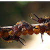 antlion (Lacewing larvae)