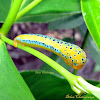 Blue day-moth caterpillar
