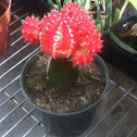 chin cactus