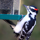 Hairy Woodpecker