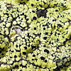 map lichen