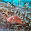 Pink anemonefish