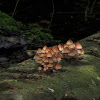 Mycena Mushrooms