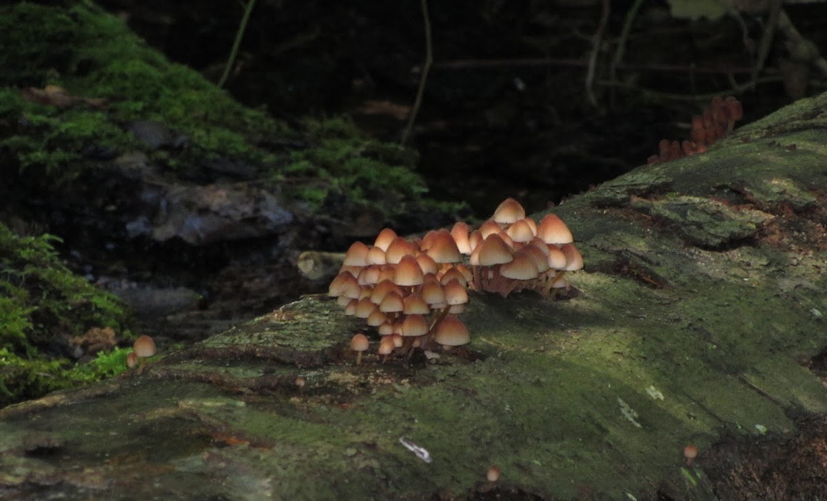 Mycena Mushrooms