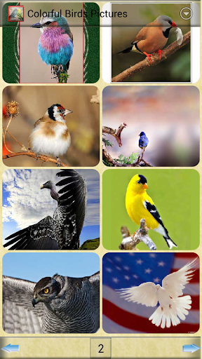 豐富多彩的鳥類圖片