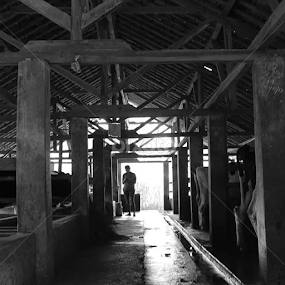Kandang sapi by Gabriel Gigin Ginanjar - Instagram & Mobile Instagram
