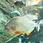 Red-bellied Piranha