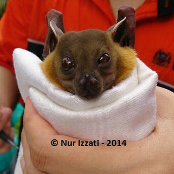 Horsfield's Fruit Bat