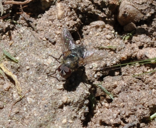 Tachinid  fly