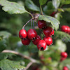 Fireberry hawthorn