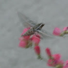 White-lined Sphnix Moth