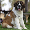 St Bernard Wallpapers Apk