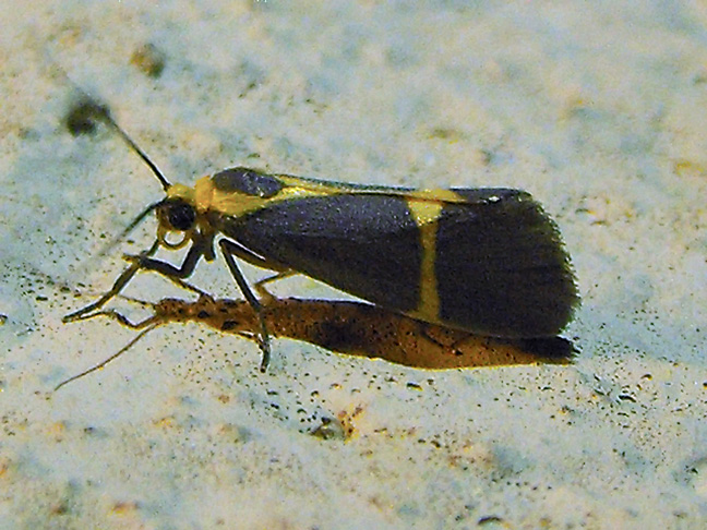 Cisthene Moth