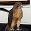 Red Tailed Hawk