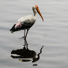 Painted stork