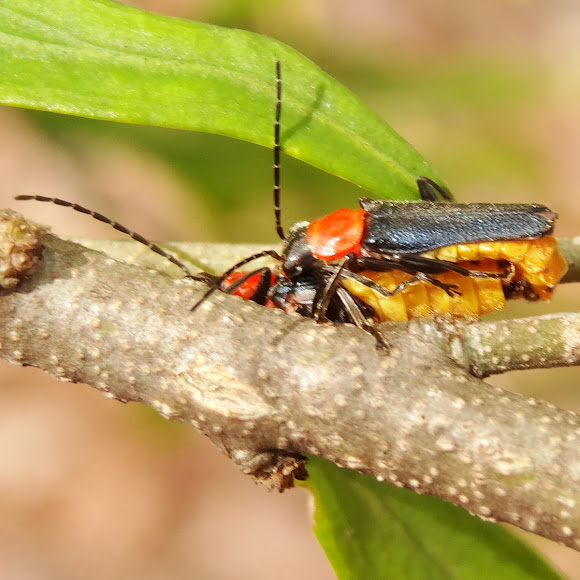 Tricolor Soldier Beetle Project Noah