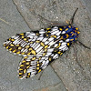 Tiger Moth