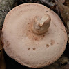 Milk Cap Mushroom