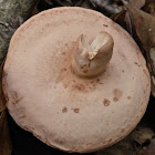 Milk Cap Mushroom