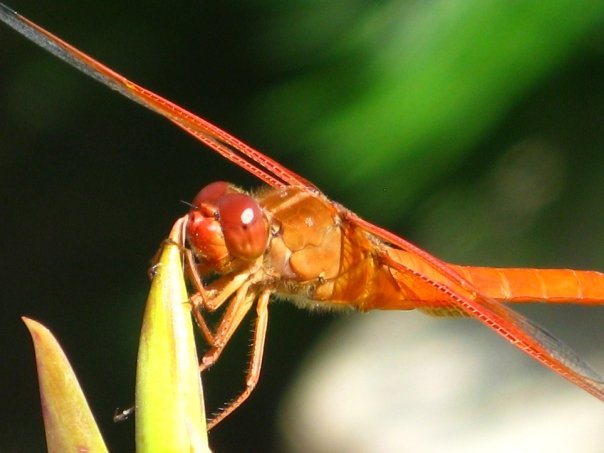 Orange Dragonfly