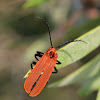 Red Shoulder Lycid Beetle