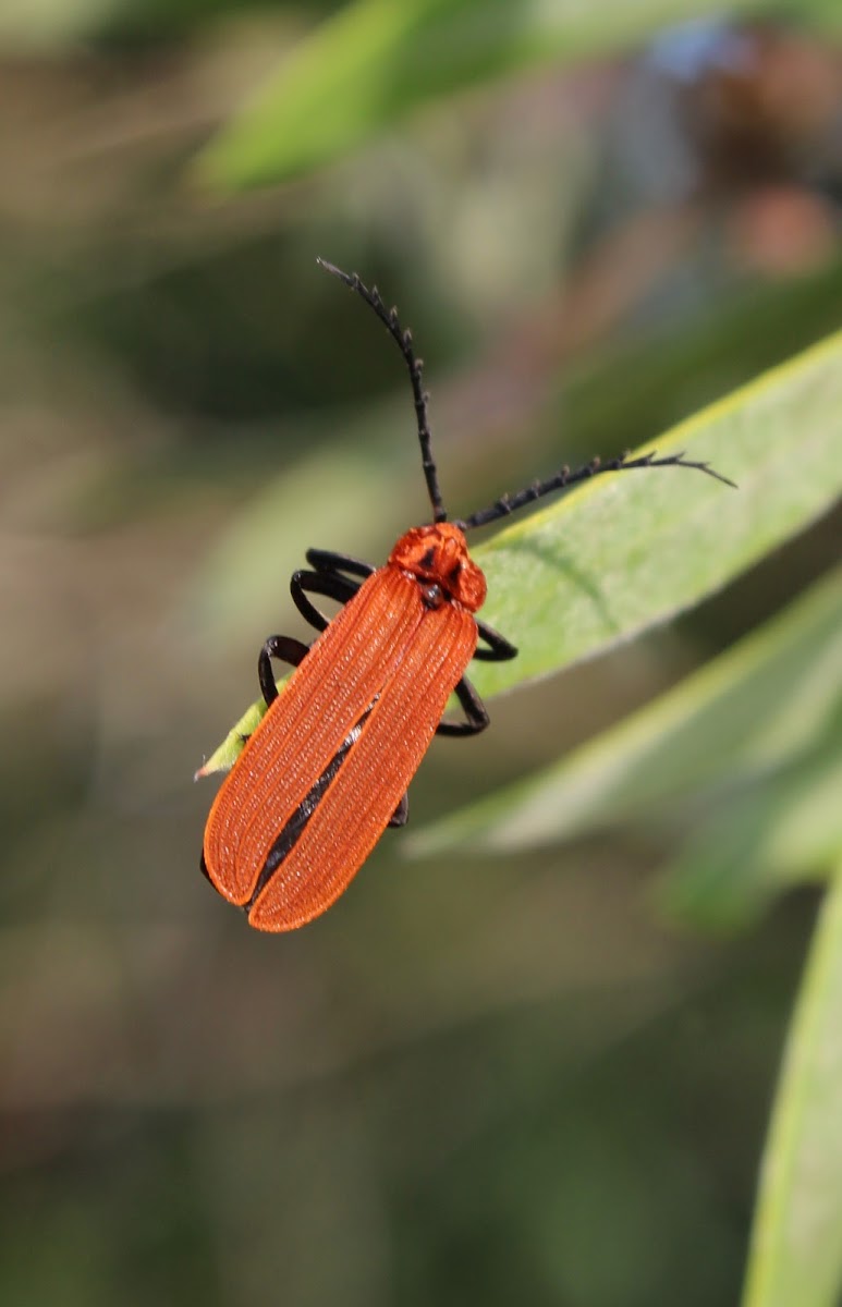 Red Shoulder Lycid Beetle