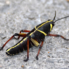 Lubber Grasshopper nymph