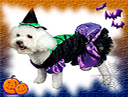 How to download Halloween Photo Frames 2.0 apk for laptop